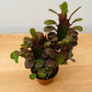 Euphorbia Trigona Rubra African Milk Tree in a 5.5cm Pot Cassandra's Plants