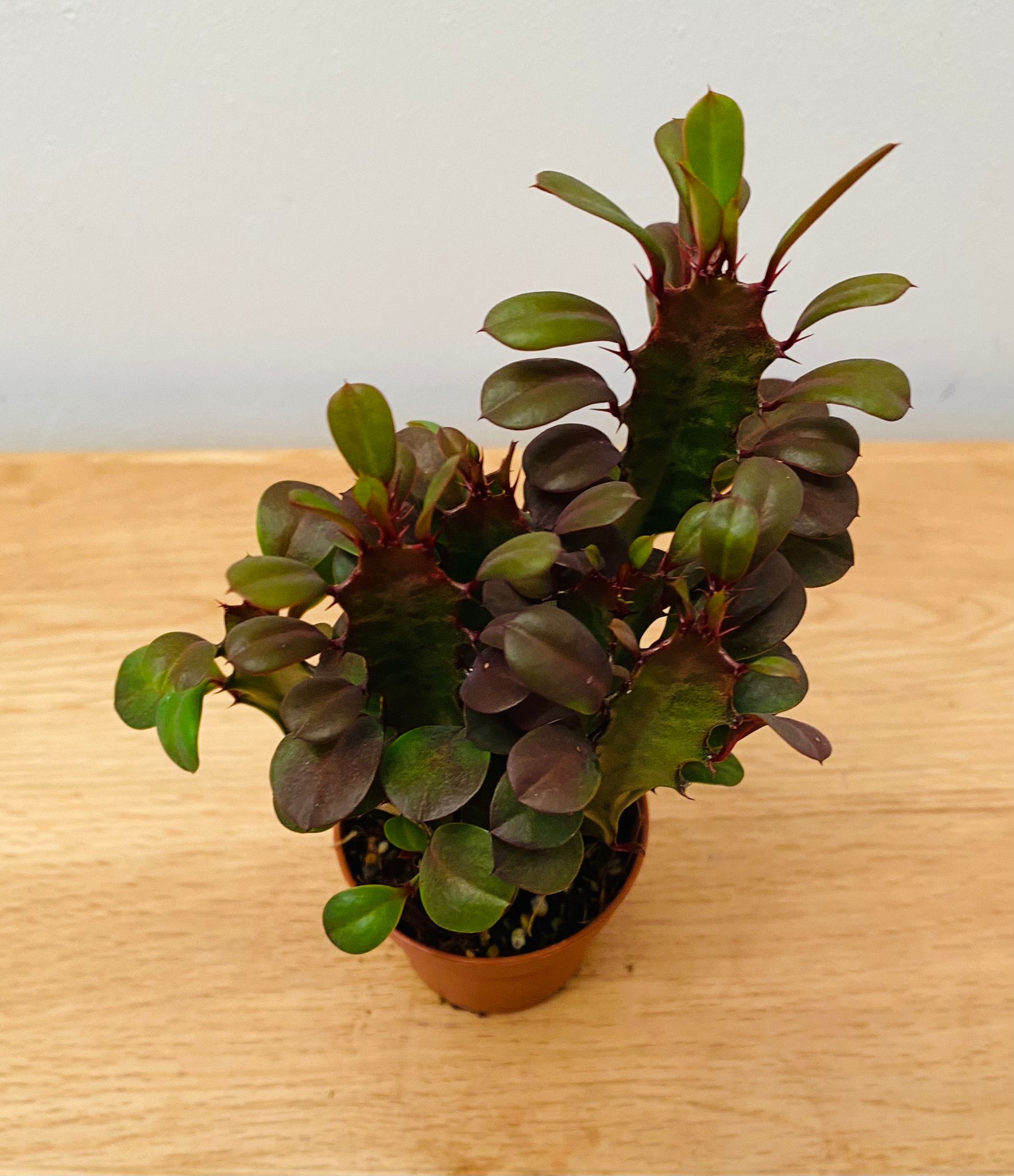 Euphorbia Trigona Rubra African Milk Tree in a 5.5cm Pot Cassandra's Plants