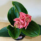 Medinilla Magnifica in a 14cm pot Cassandra's Plants