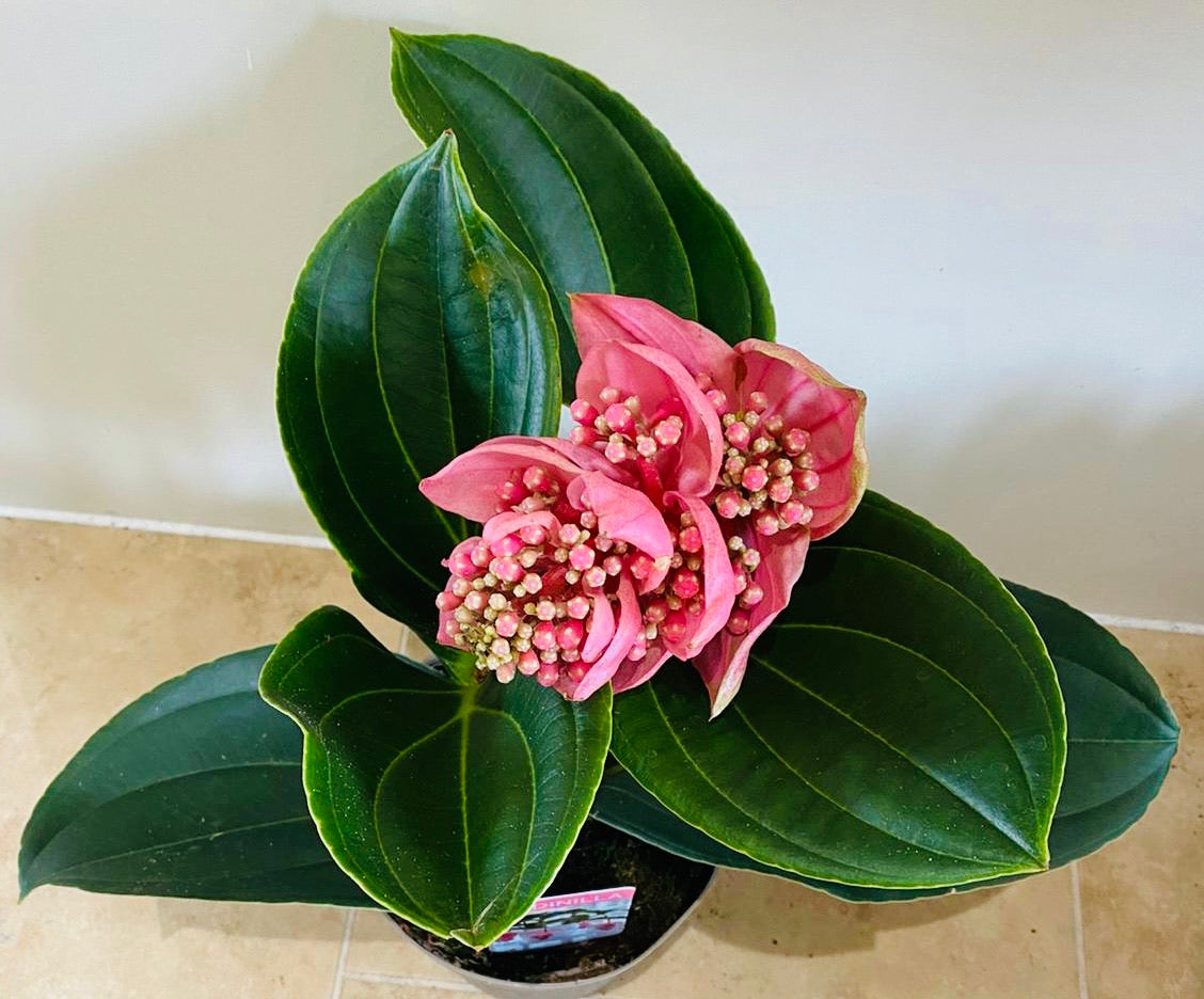Medinilla Magnifica in a 14cm pot Cassandra's Plants