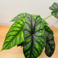 Alocasia Dragon Scale 14cm Pot Cassandra's Plants