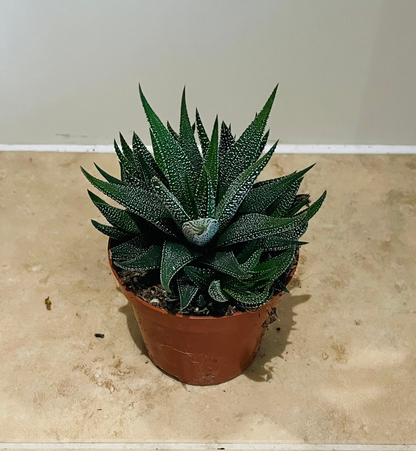 Haworthia Attenuata Succulent in 8.5cm Pot Cassandra's Plants