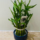 Dracaena Sanderiana Lucky Bamboo in a 9cm Cassandra's Plants