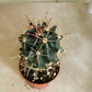 Ferocactus Horridus Cactus in 5.5cm Pot Cassandra's Plants