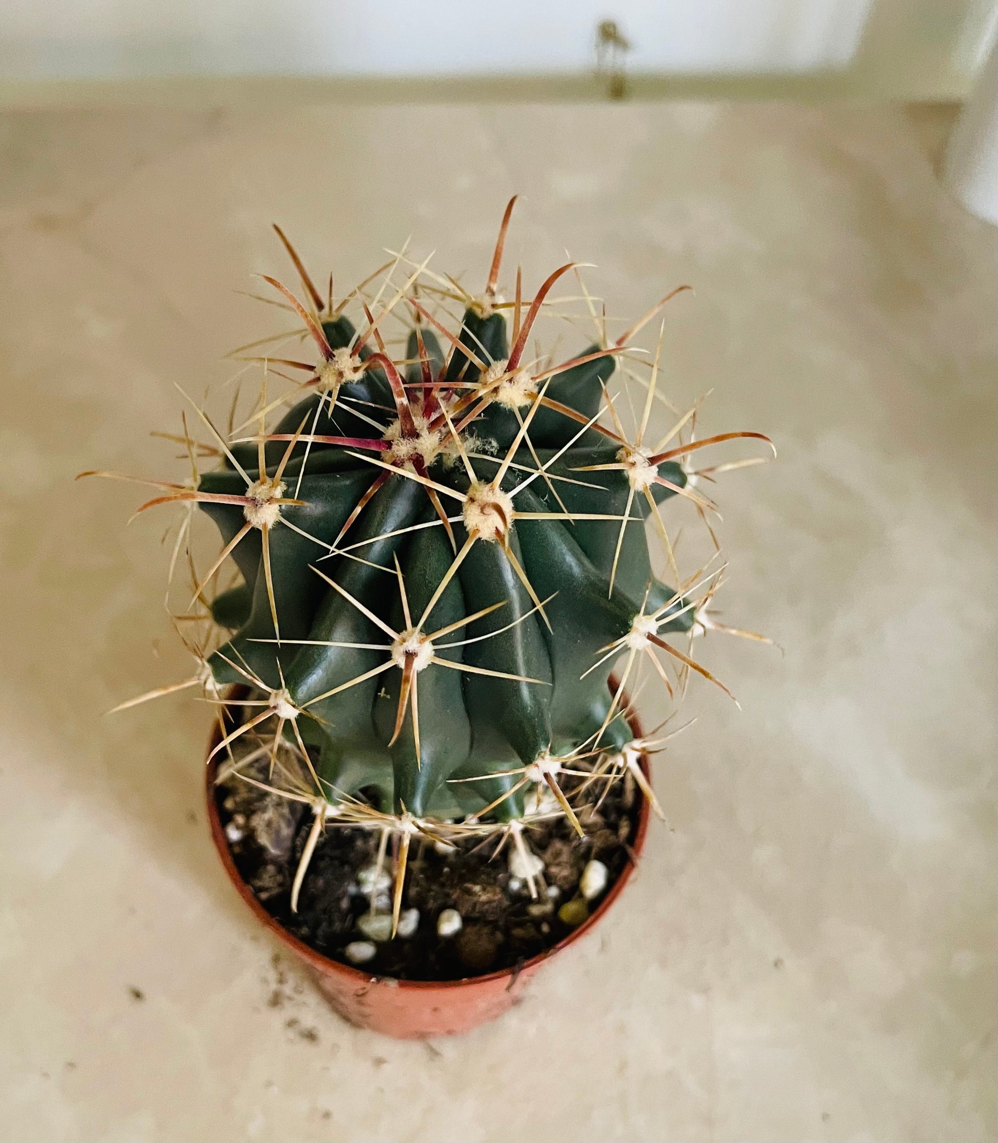 Ferocactus Horridus Cactus in 5.5cm Pot Cassandra's Plants