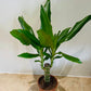 Dracaena Steudneri in a 11cm pot Cassandra's Plants