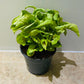 Syngonium Podophyllum Lime in a 12 cm pot Cassandra's Plants