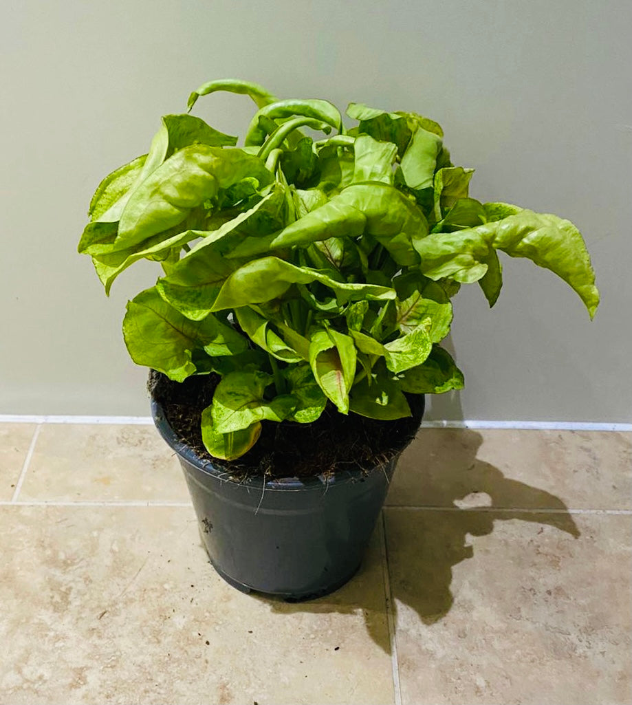 Syngonium Podophyllum Lime in a 12 cm pot Cassandra's Plants