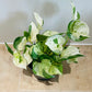 Epipremnum Aureum Manjula Happy Leaf 12cm pot Cassandra's Plants