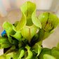 Sarracenia Purpurea ssp Purpurea Huntsmans Cap  Cassandra's Plants