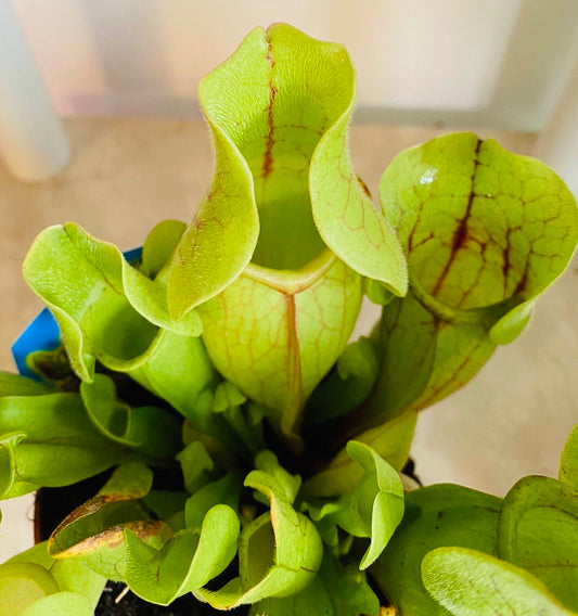Sarracenia Purpurea ssp Purpurea Huntsmans Cap  Cassandra's Plants