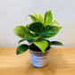 Philodendron Birkin White Wave Cassandra's Plants
