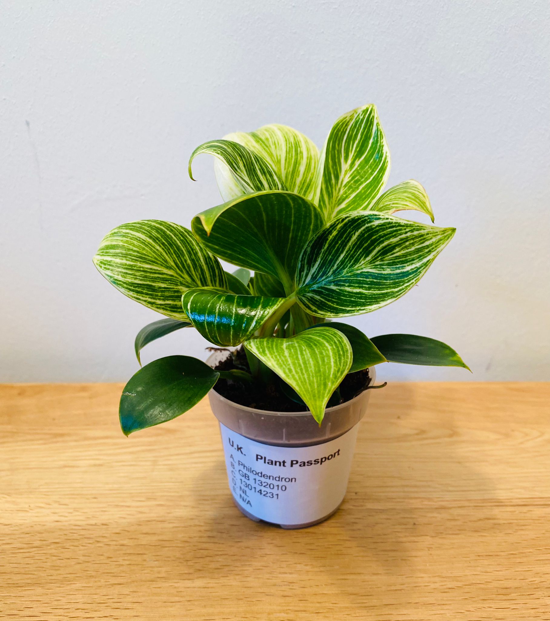 Philodendron Birkin White Wave Cassandra's Plants