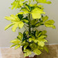 Schefflera Charlotte in a 13cm pot Cassandra's Plants