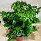 Radermachera Sinica China Doll Plant in 14cm pot Cassandra's Plants