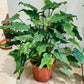 Philodendron Xanadu Cassandra's Plants