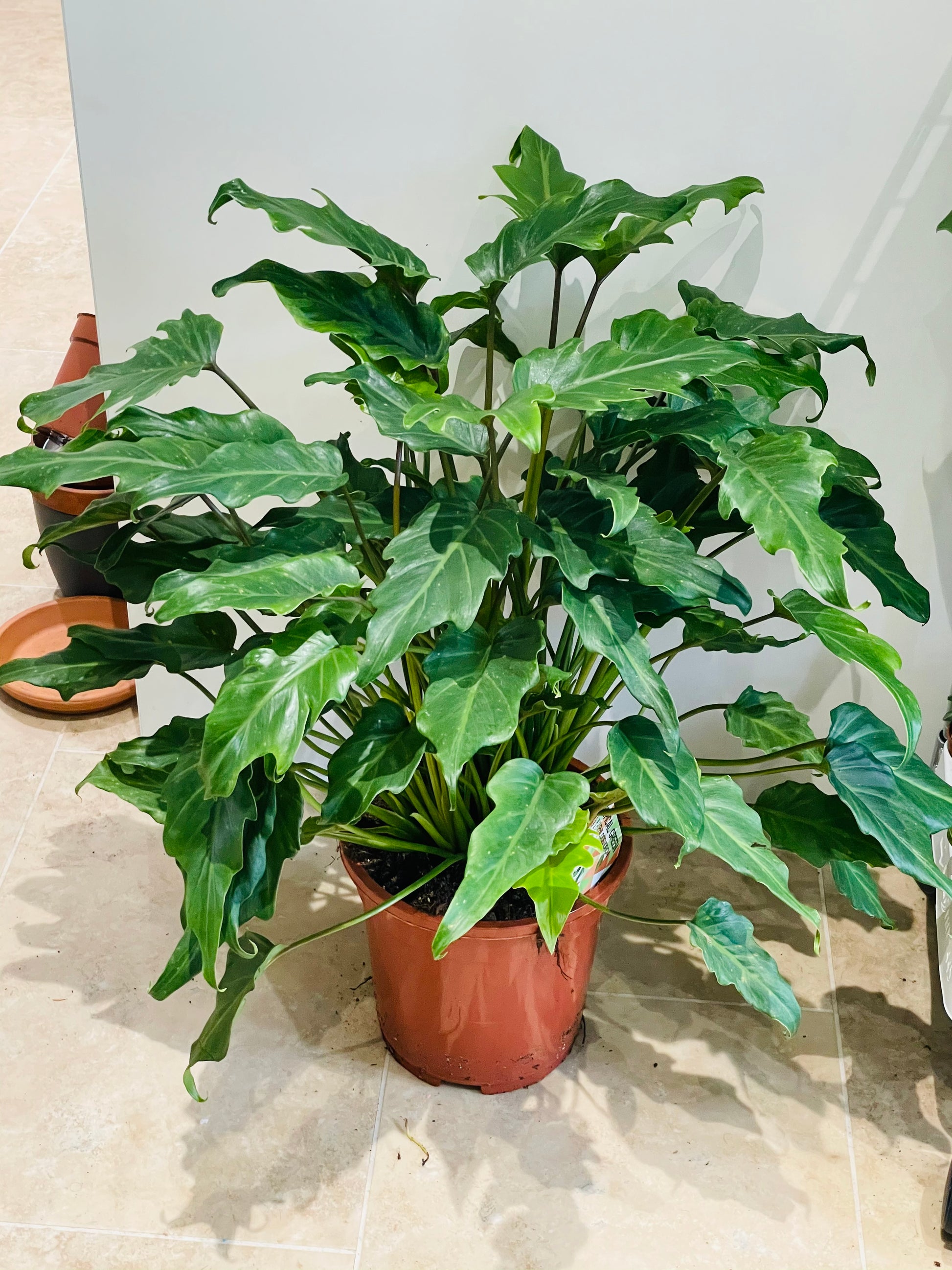 Philodendron Xanadu Cassandra's Plants