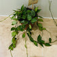 Hoya Lacunosa in a 12cm pot Cassandra's Plants