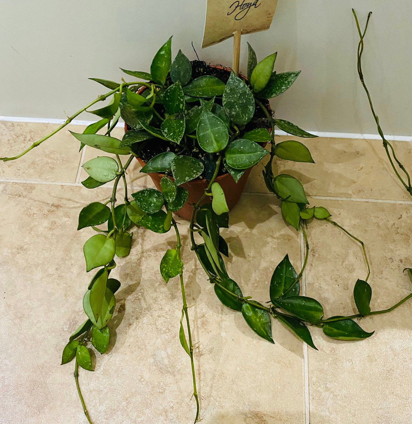 Hoya Lacunosa in a 12cm pot Cassandra's Plants