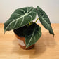 Alocasia Black Velvet 12cm Pot Cassandra's Plants