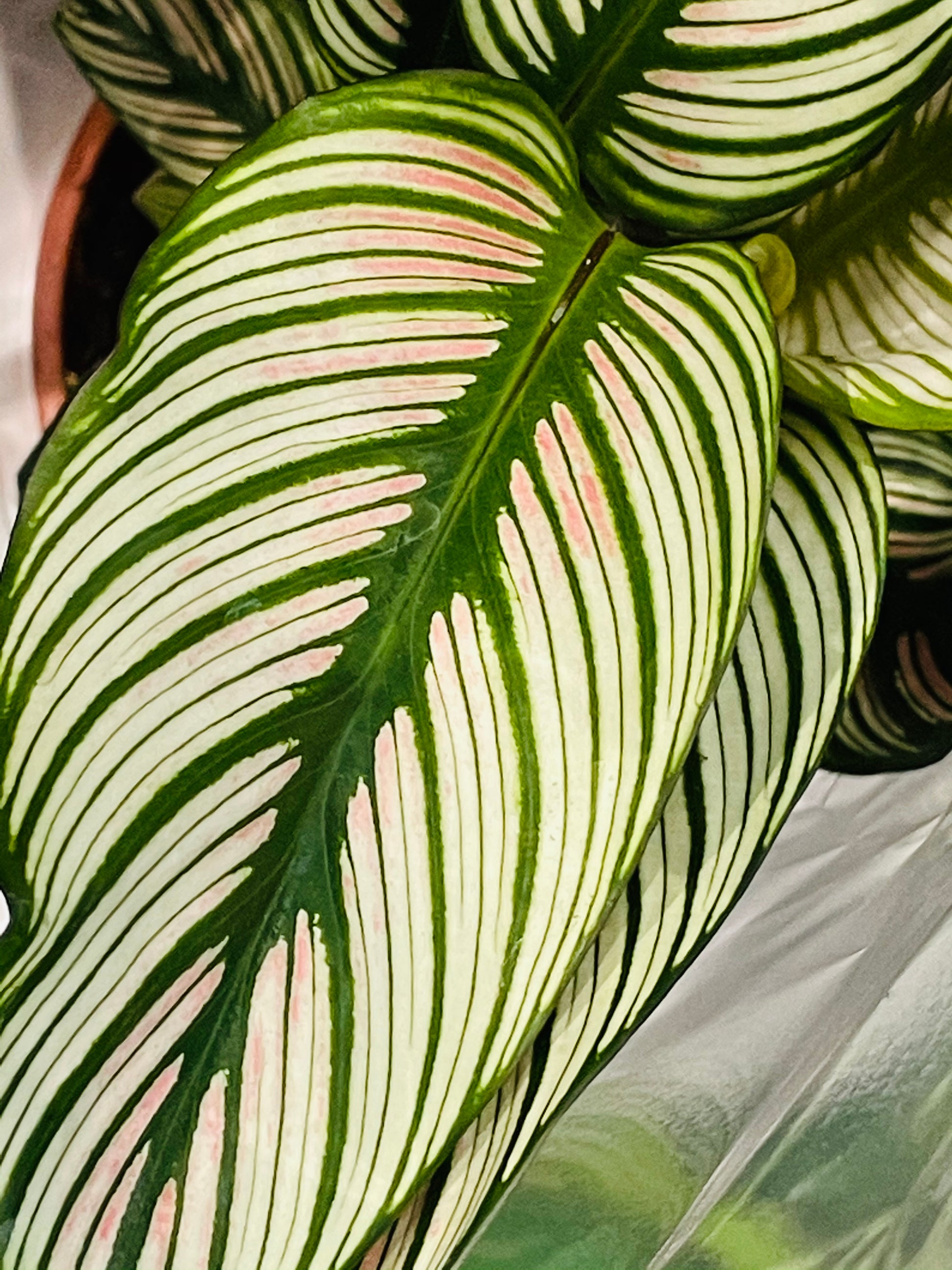 Calathea White Star 14cm Pot Cassandra's Plants