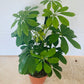 Schefflera Nora in a 13cm pot Cassandra's Plants