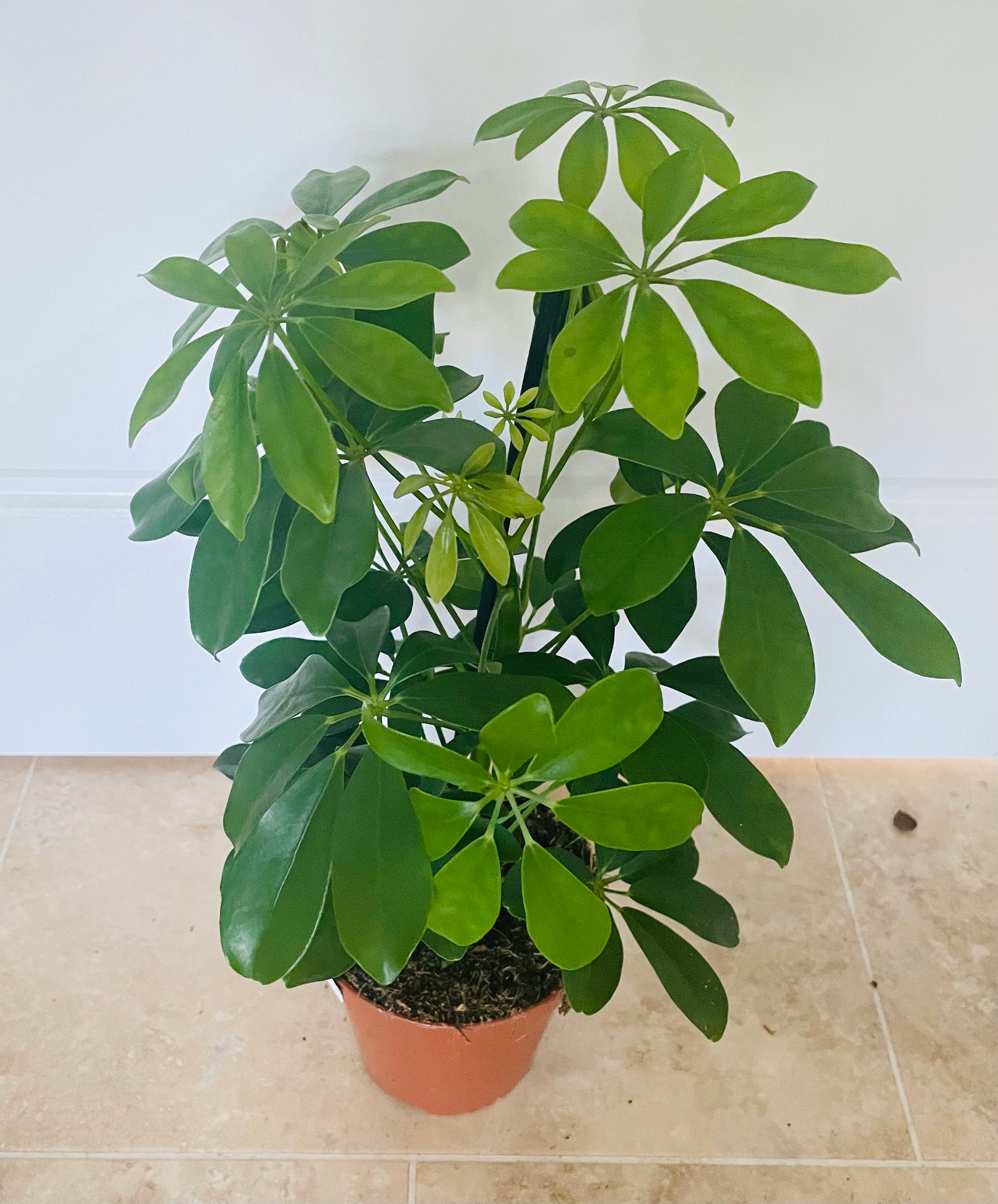 Schefflera Nora in a 13cm pot Cassandra's Plants