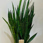 Sansevieria Aubrytiana Ayo Crown in a 14cm pot Cassandra's Plants