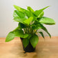 Homalonema Lemon Lime in a 15cm Pot Cassandra's Plants