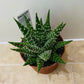 Haworthia Pumila 10cm Pot Cassandra's Plants