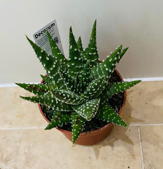 Haworthia Pumila 10cm Pot Cassandra's Plants