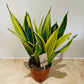 Sansevieria Golden Flame in 12cm Pot Cassandra's Plants