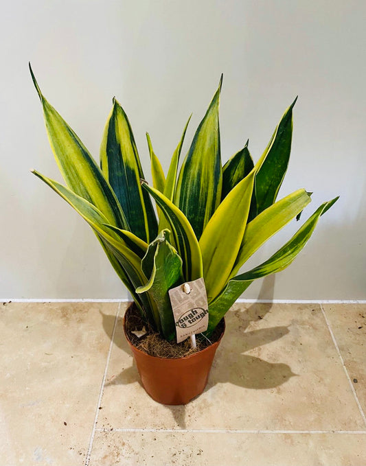 Sansevieria Golden Flame in 12cm Pot Cassandra's Plants