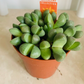 Pleiospilos Nelii Split Rock in 8.5cm pot Cassandra's Plants