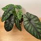 Alocasia Dragon Scale 14cm Pot Cassandra's Plants