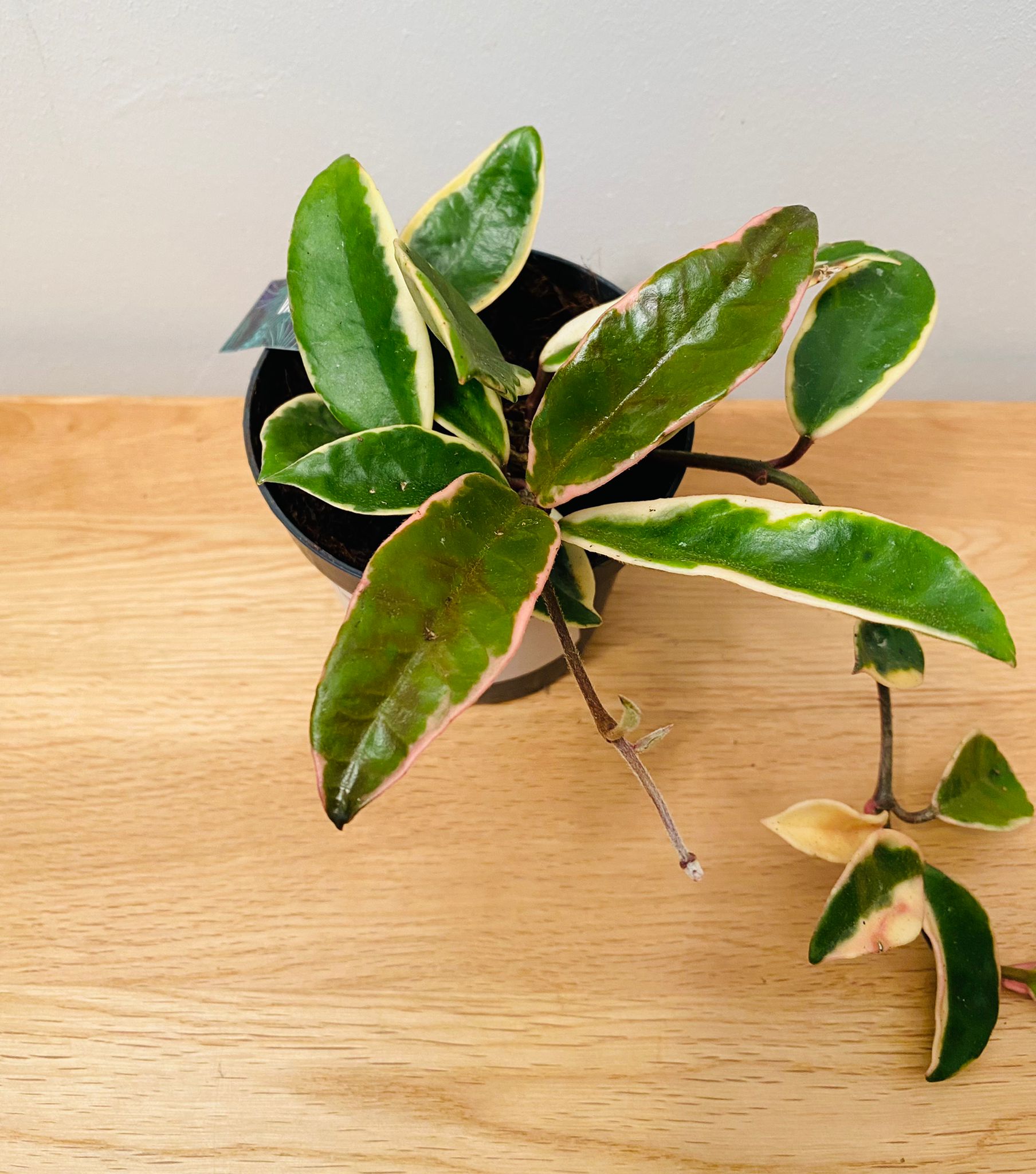 Hoya Carnosa Albomarginata in a 10.5cm Pot Cassandra's Plants