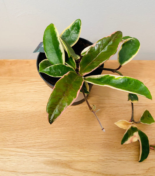 Hoya Carnosa Albomarginata in a 10.5cm Pot Cassandra's Plants