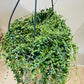 Senecio Herreianus String of Tears