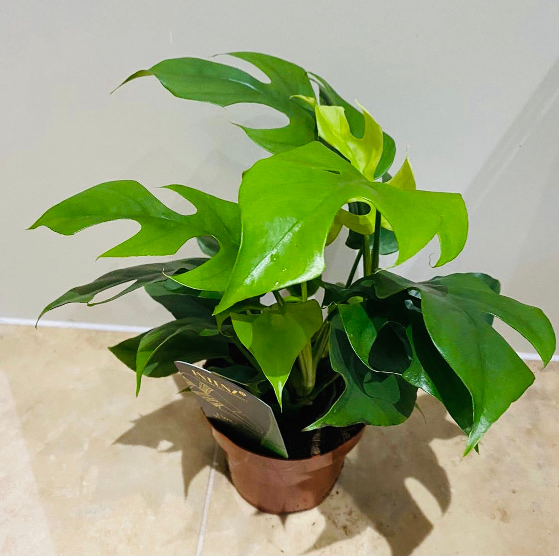 Rhaphidophora Tetrasperma 'Monstera Minima" 12cm Pot Cassandra's Plants