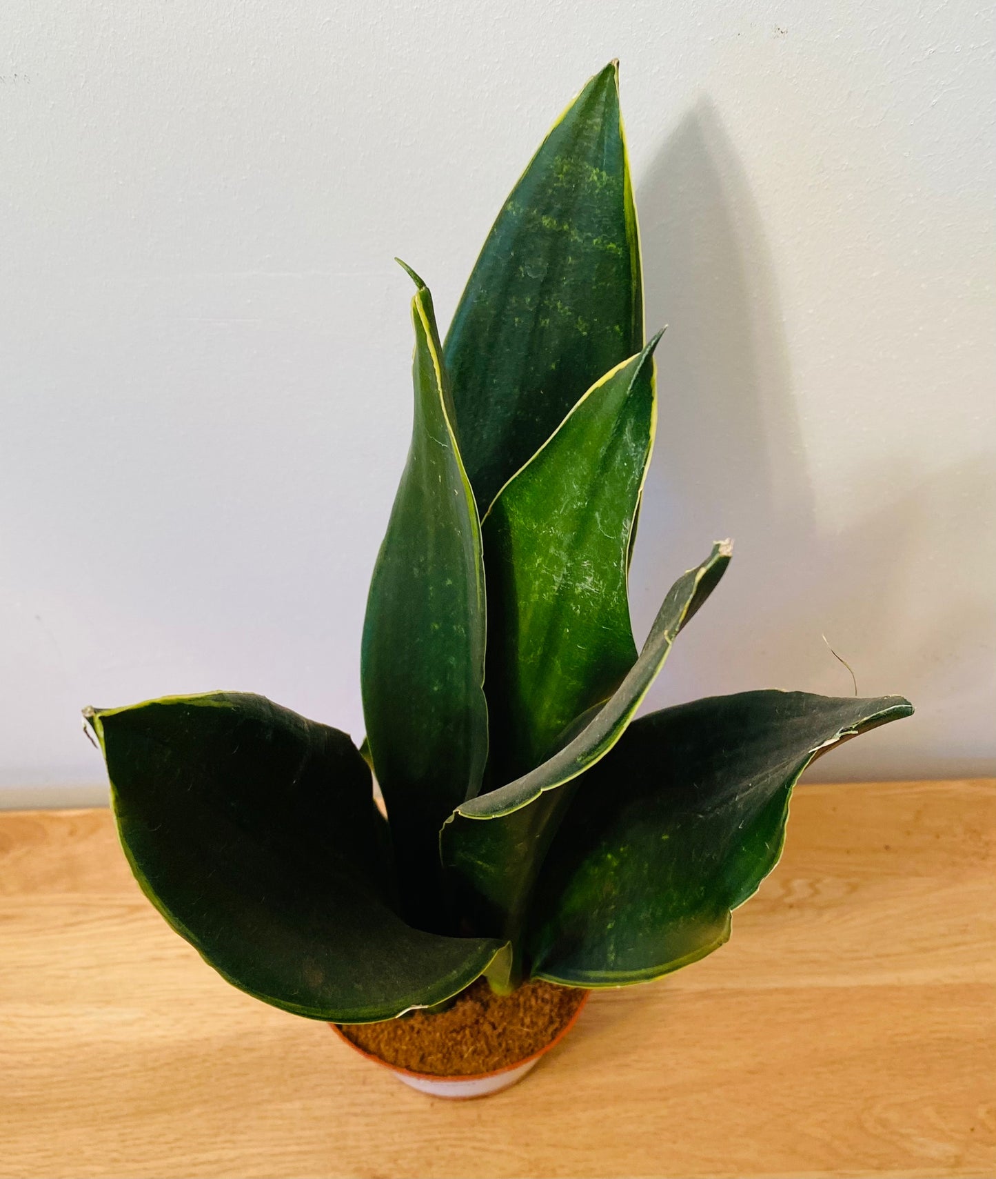 Sansevieria Trifasciata Black Diamond