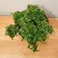 Tradescantia Cyanotis Somalensis Kitten Ears in a 12cm pot Cassandra's Plants