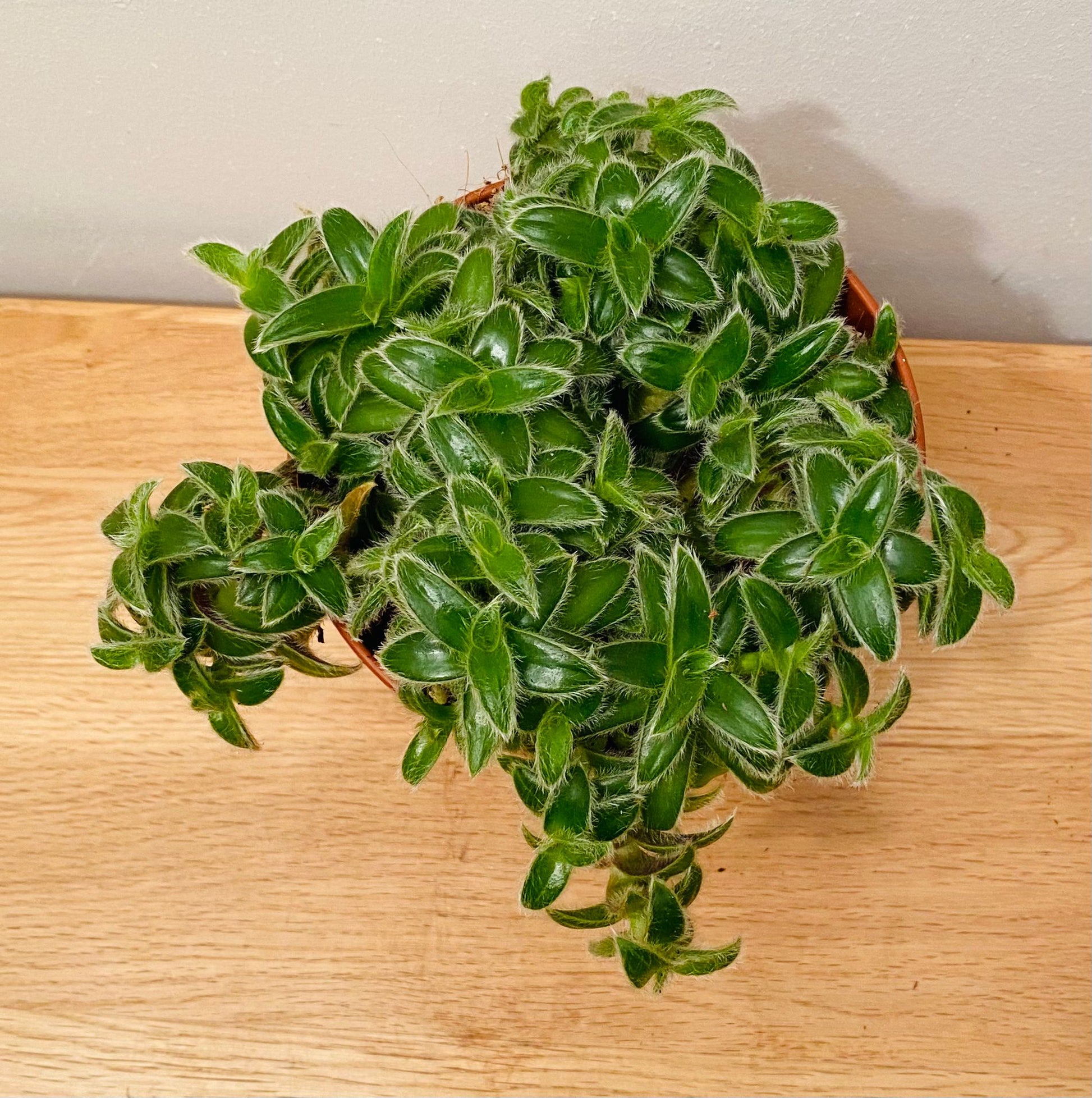 Tradescantia Cyanotis Somalensis Kitten Ears in a 12cm pot Cassandra's Plants