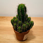 Euphorbia Fructicosa in a 8cm pot Cassandra's Plants