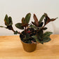 Ludisia Discolor Jewel Orchid in a 12cm pot Cassandra's Plants