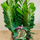 Euphorbia Trigona African Milk Tree Cassandra's Plants