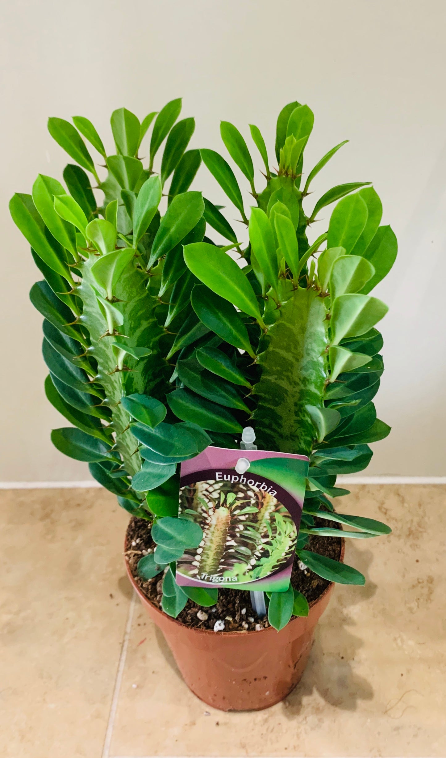 Euphorbia Trigona African Milk Tree Cassandra's Plants
