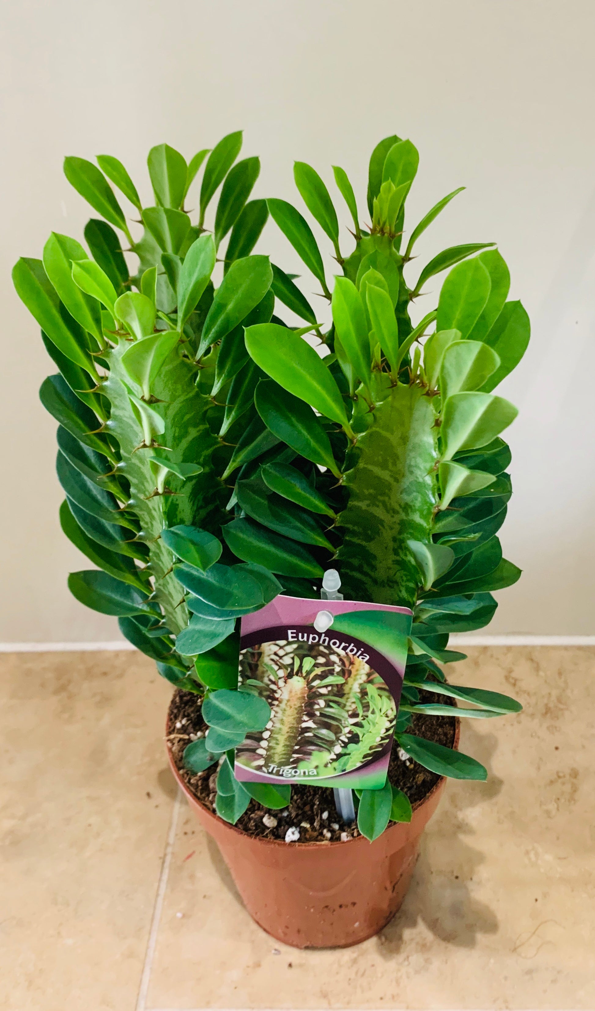 Euphorbia Trigona African Milk Tree Cassandra's Plants