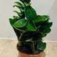 Zamioculcas Zenzi ZZ Plant Cassandra's Plants