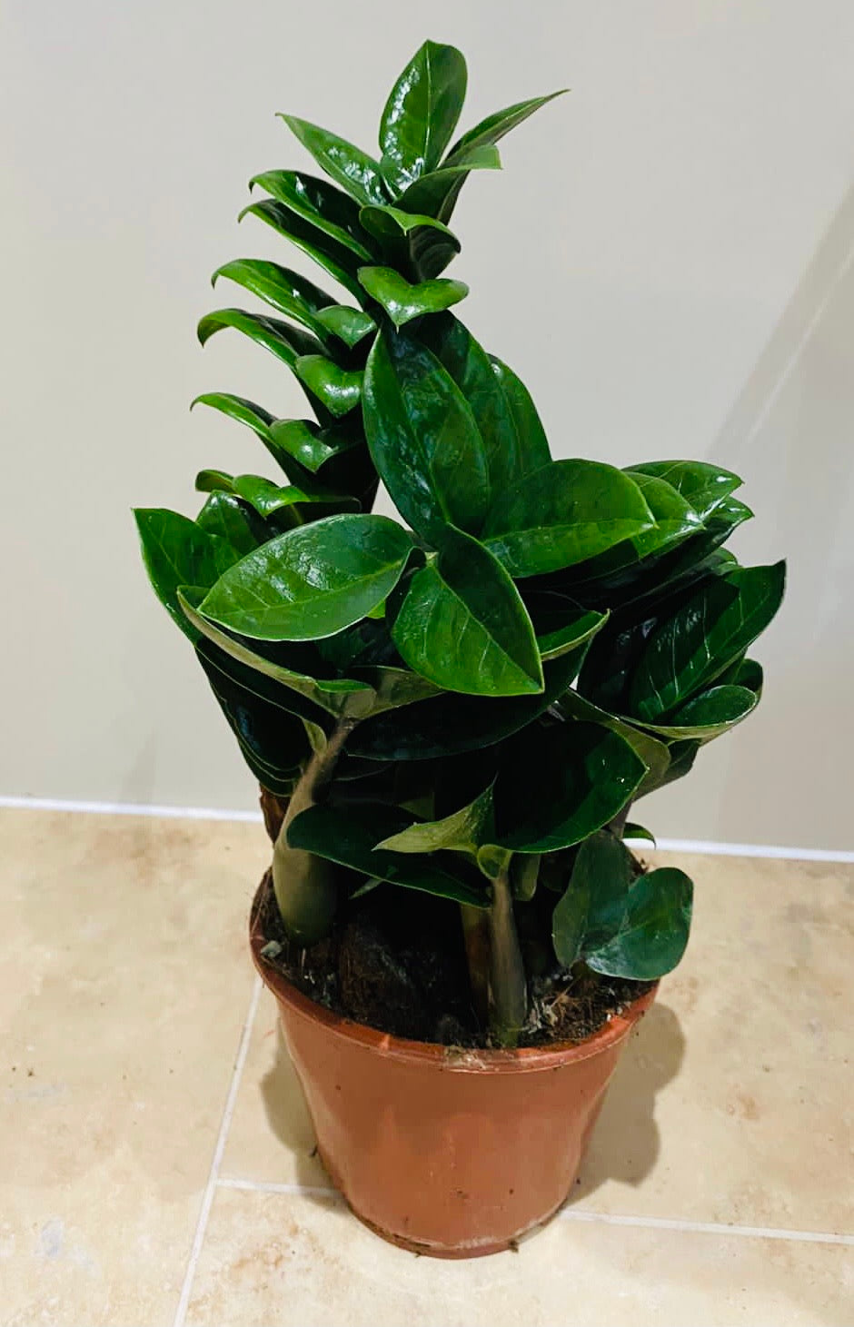 Zamioculcas Zenzi ZZ Plant Cassandra's Plants