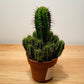 Euphorbia Fructicosa in a 8cm pot Cassandra's Plants